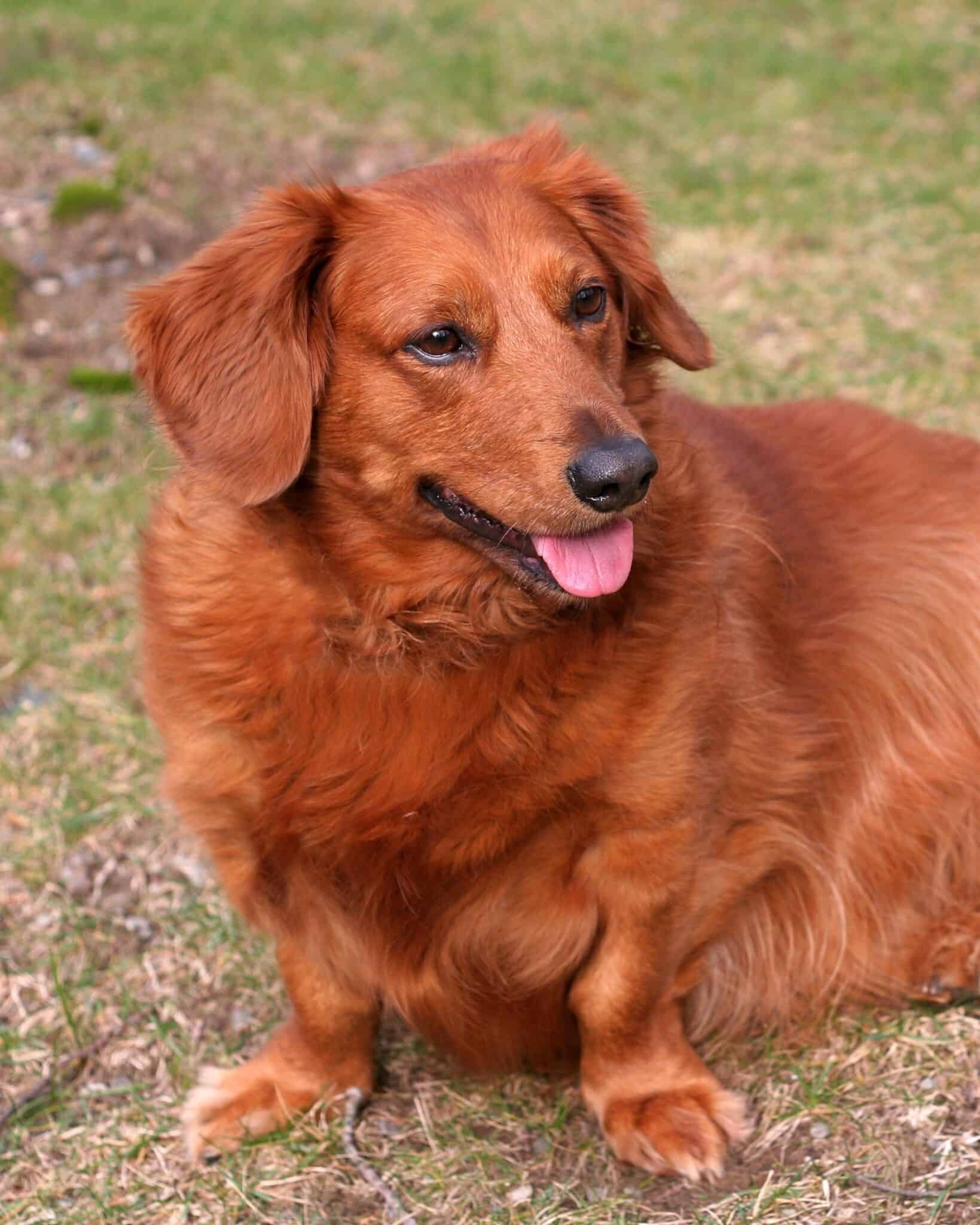 Dachshund Mixes 46 Adorable Doxie Crossbreeds You ll Love 