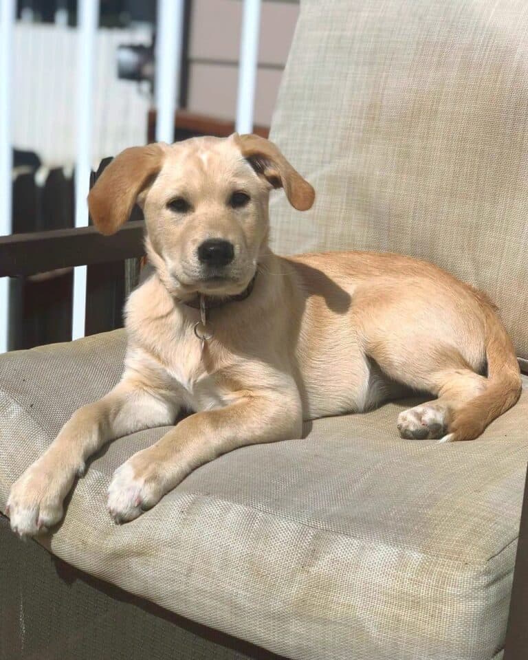 Stunning Is Chocolate Safe For Golden Retriever Mixes image