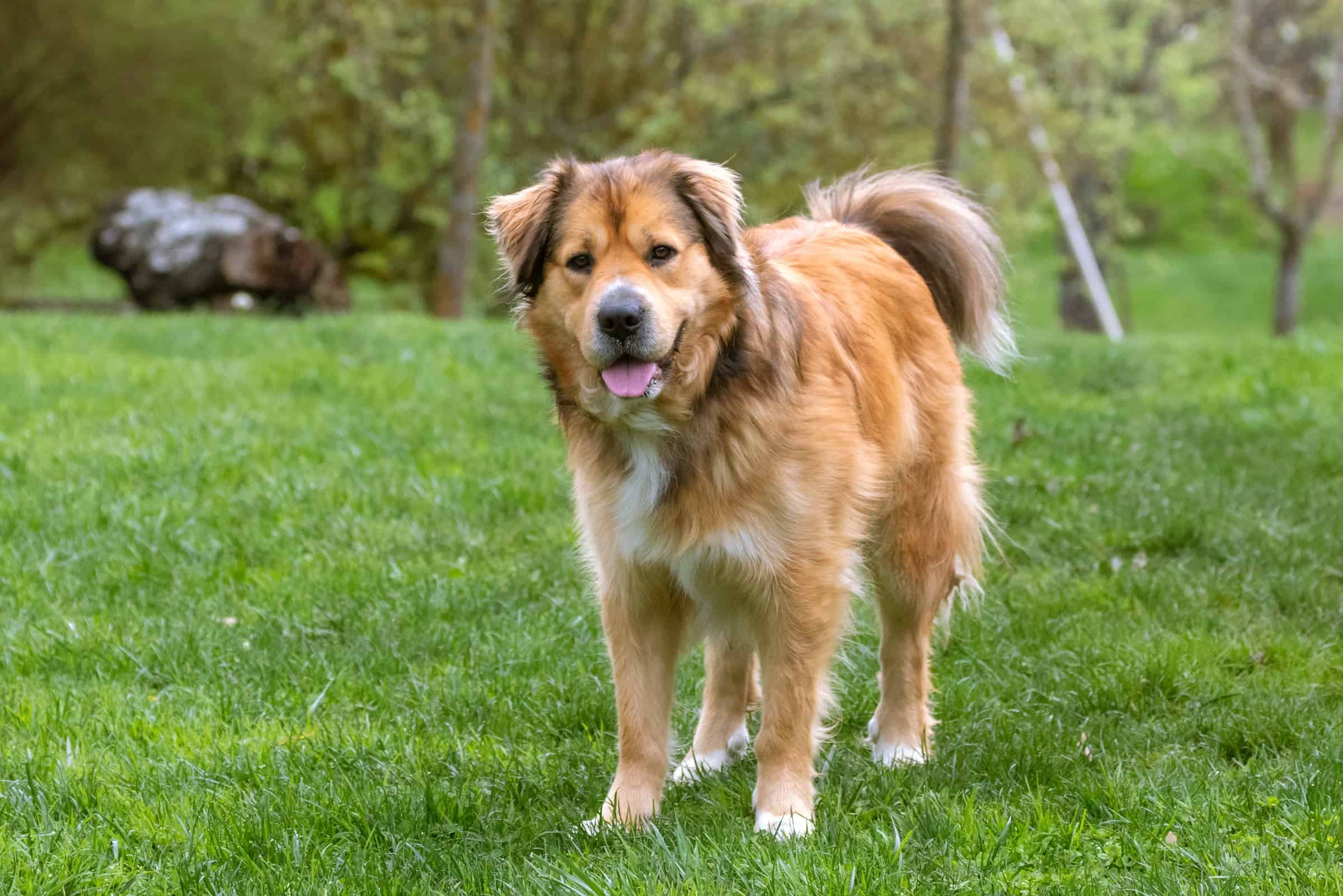 The Surprising Truth About Golden Retriever Yorkie Mixes - cl7n25w
