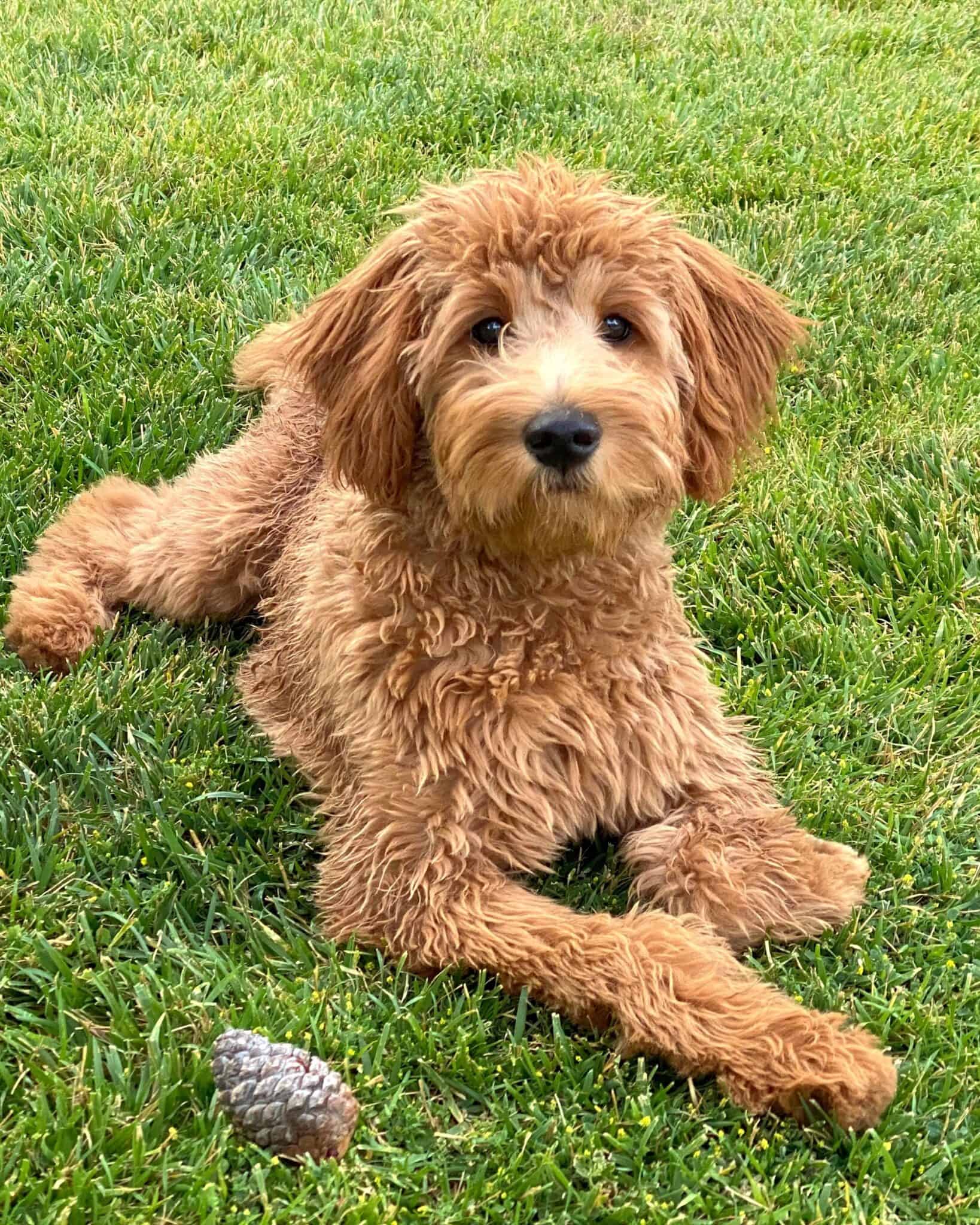 Golden Retriever Mixes 53 Awesome Crossbreeds You