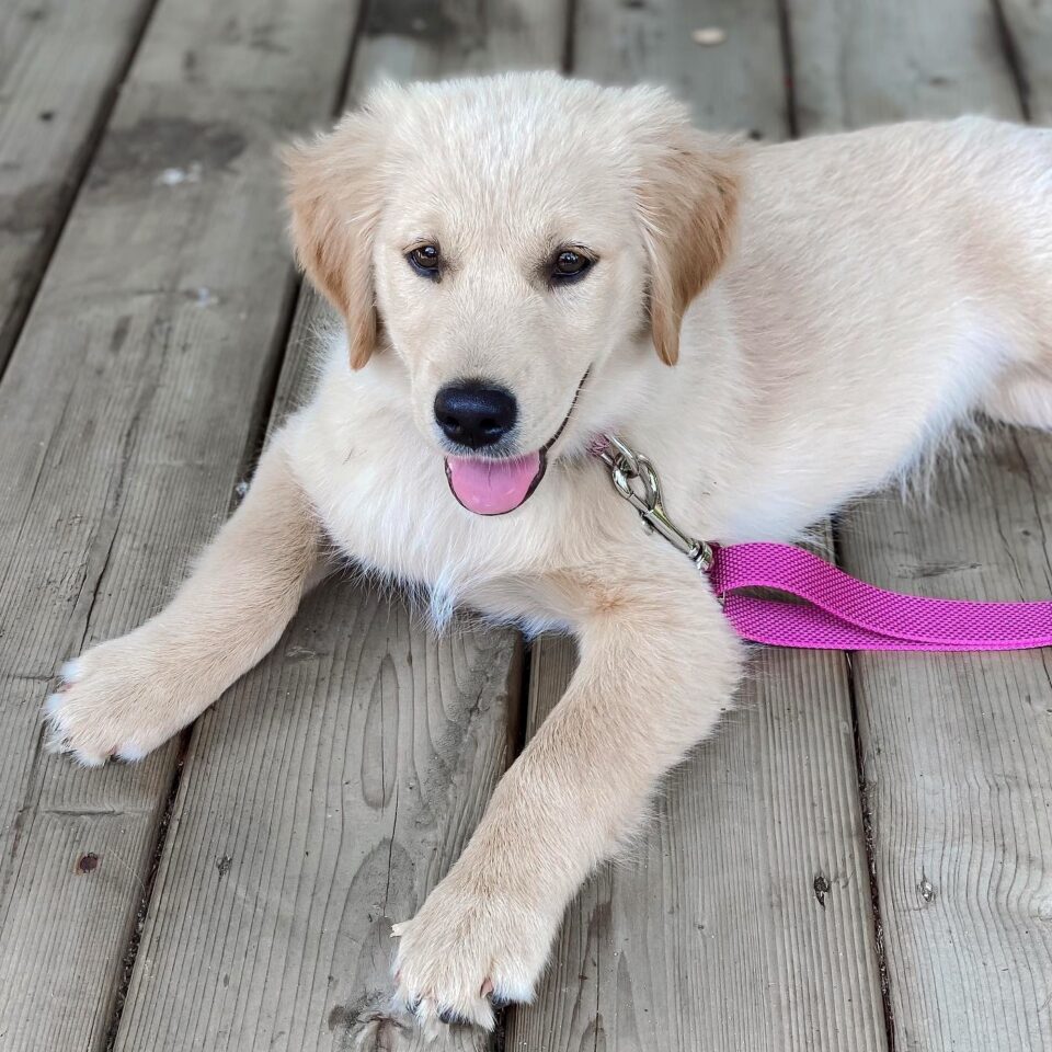 Yorkie Mixes: 40 Cutest Yorkshire Terrier Mixes (With Pictures)