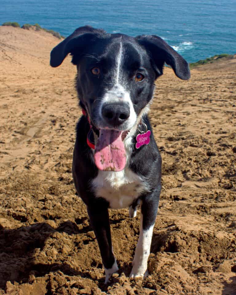 Border Collie Mixes 43 Fascinating Crossbreeds You'll Love