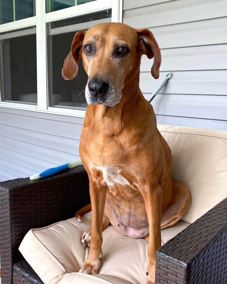 Great Dane Mixes 43 ExtraLarge Crossbreeds! (With Pictures)