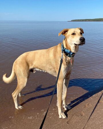 Doberman Mixes: 45 Different Doberman Pinscher Crossbreeds