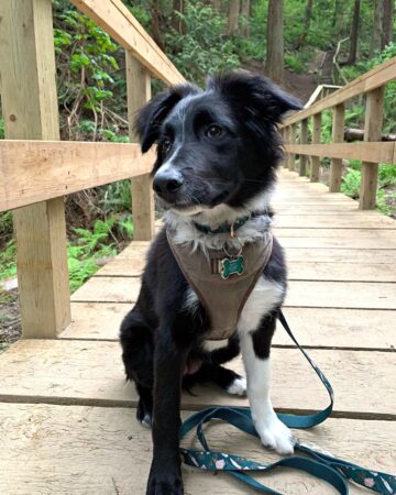 Hanging Tree Dog | Dog Breed Information, Pictures & Facts image.