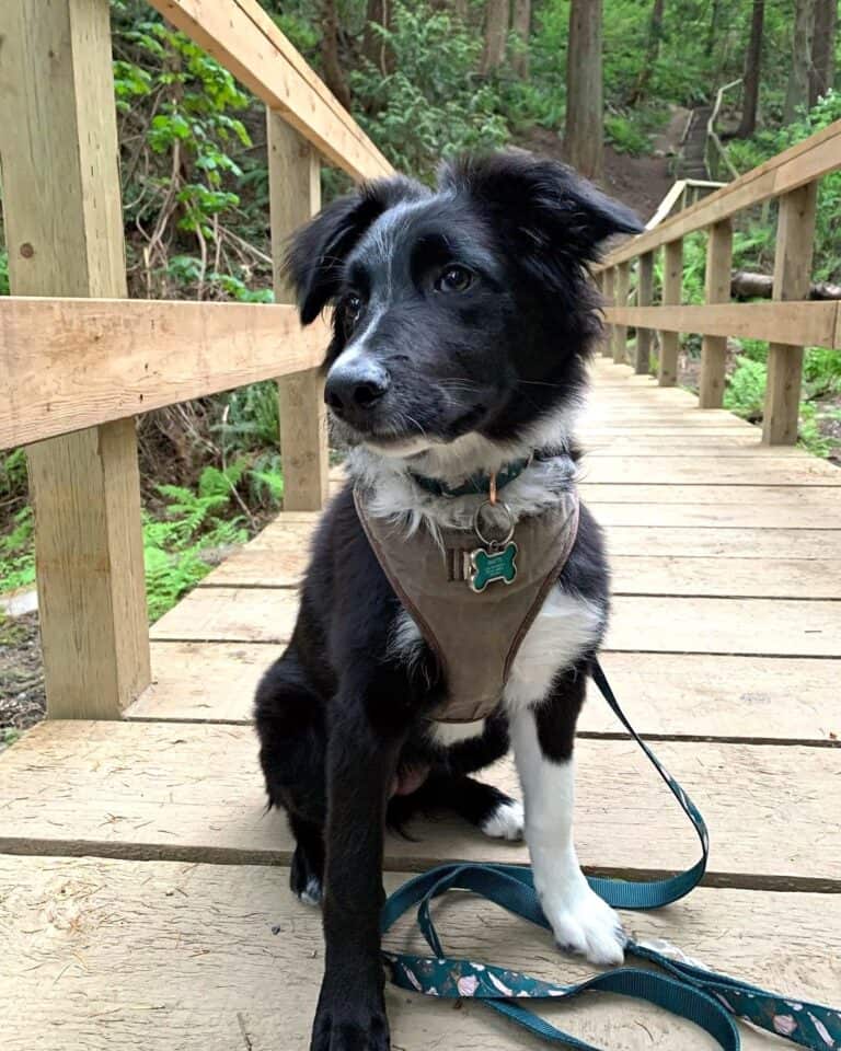 Hanging Tree Dog Dog Breed Information, Pictures & Facts