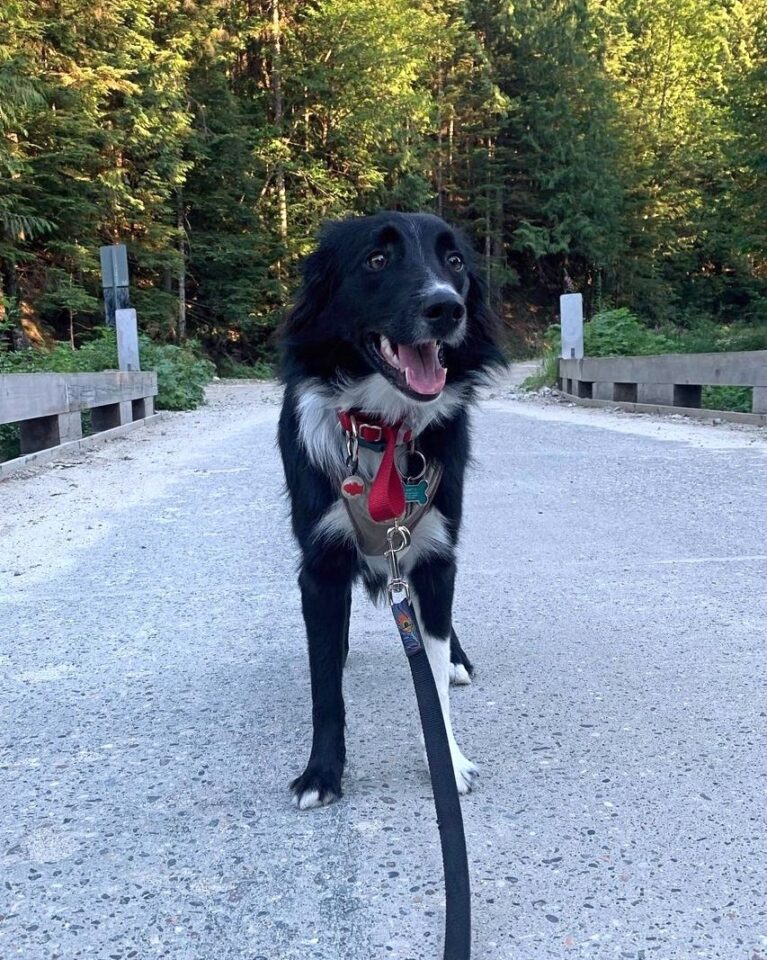 Hanging Tree Dog Dog Breed Information, Pictures & Facts