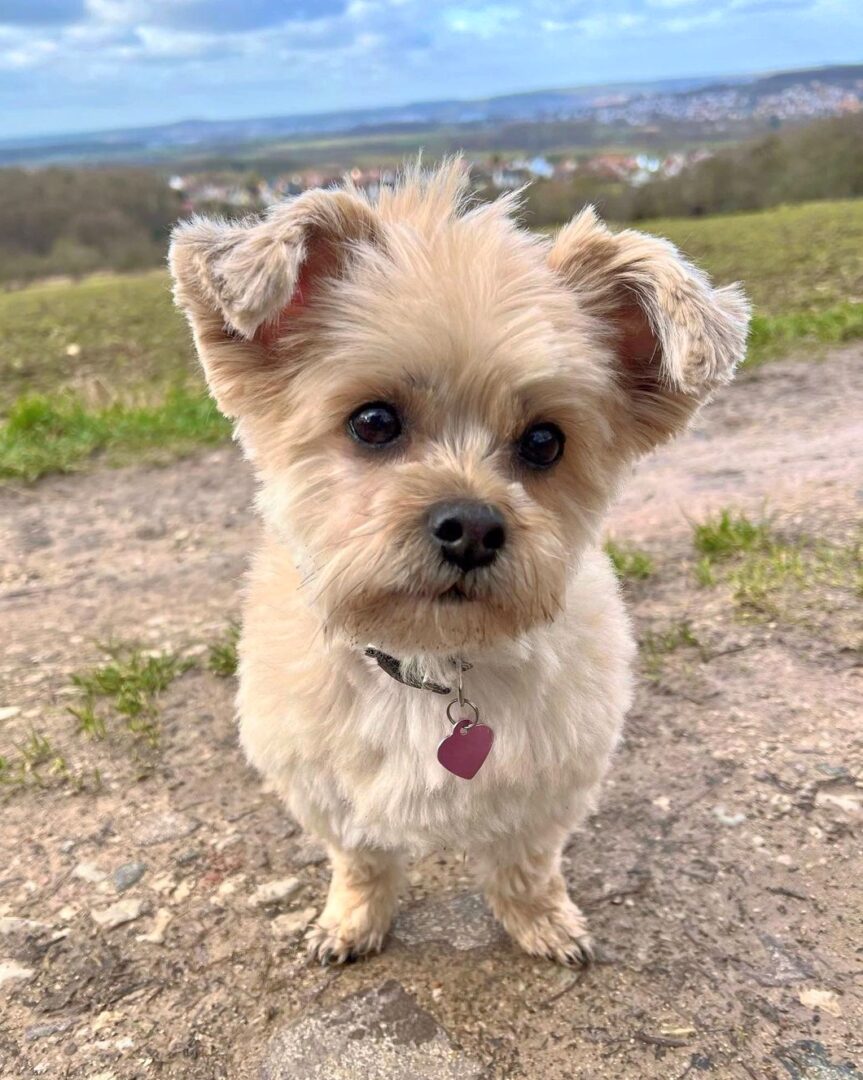Yorkie Mixes 40 Cutest Yorkshire Terrier Mixes (With Pictures)