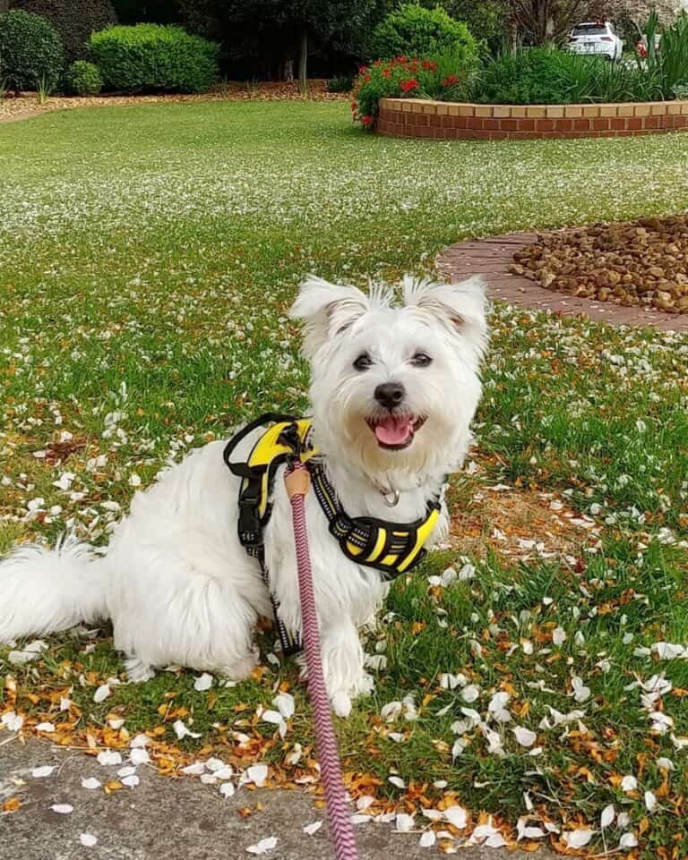 Maltese Mixes 41 Different Maltese Crossbreeds You'll Love