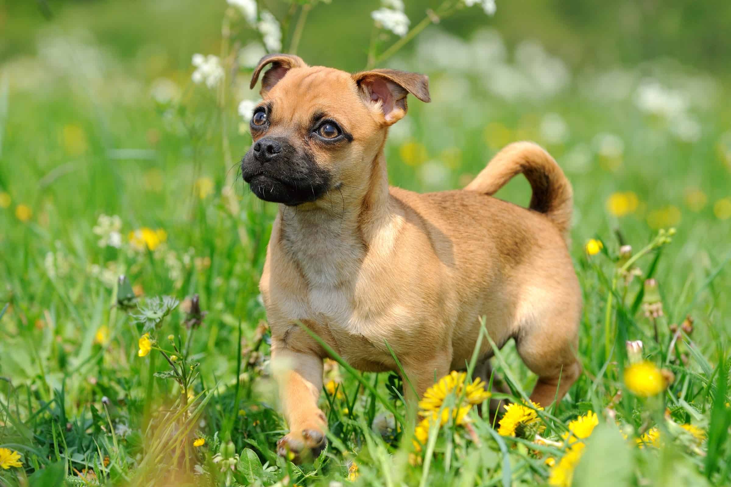 Pug Mixed Breeds 60 Perfect Pug Mixes You'll Want to Adopt