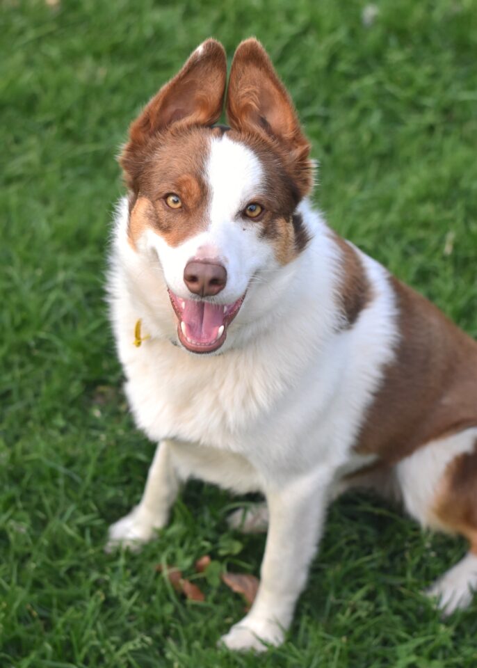 Border Collie Mixes 43 Fascinating Crossbreeds You