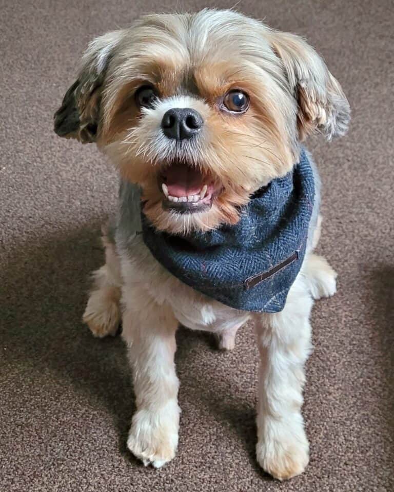 Yorkie Mixes 40 Cutest Yorkshire Terrier Mixes (With Pictures)