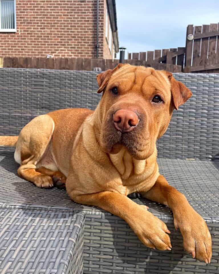 Labrador Retriever Mixes 57 Lab Crossbreeds (With Pictures!)