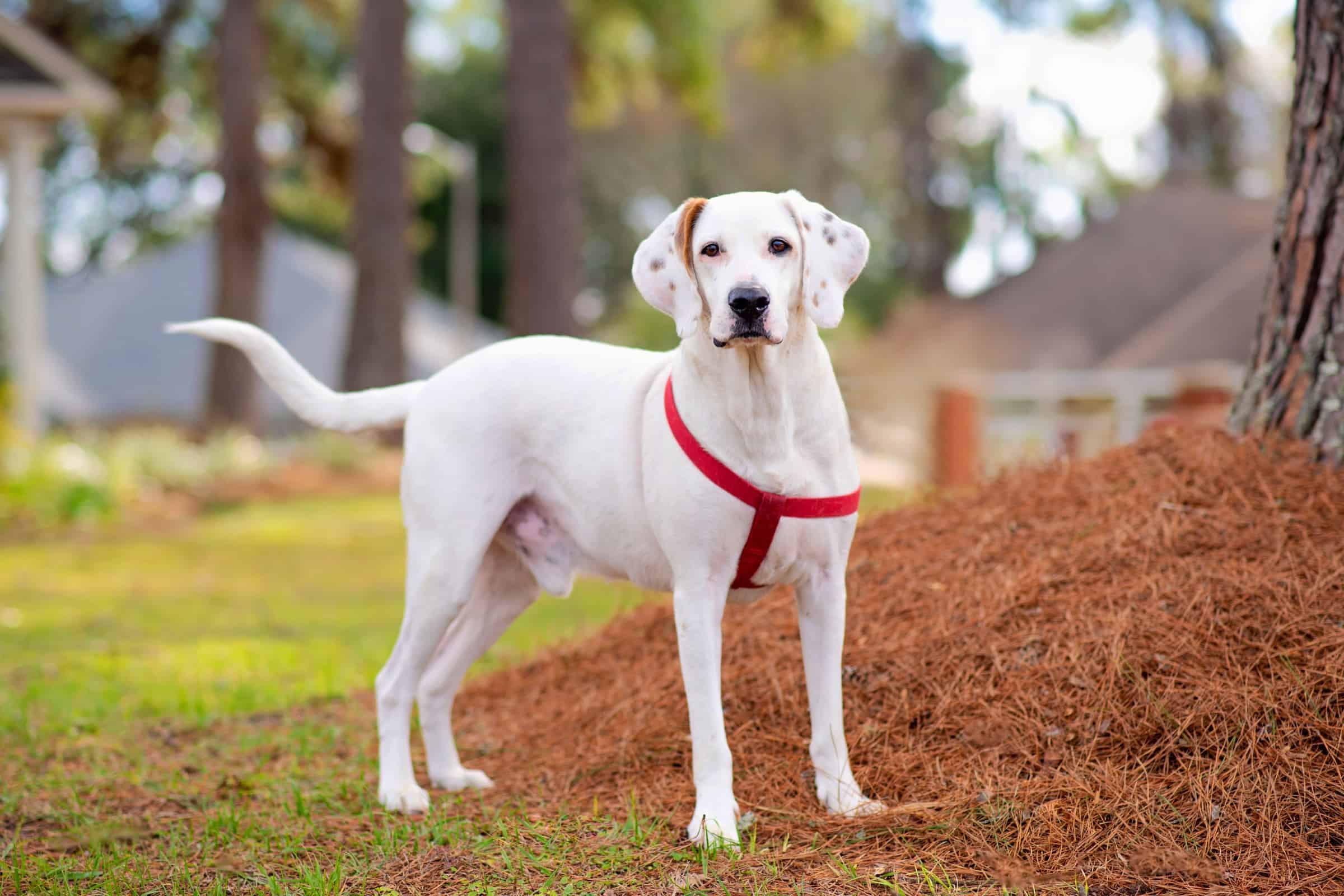 Akita Lab Mix Great Family Pet Or Loyal Guard Dog