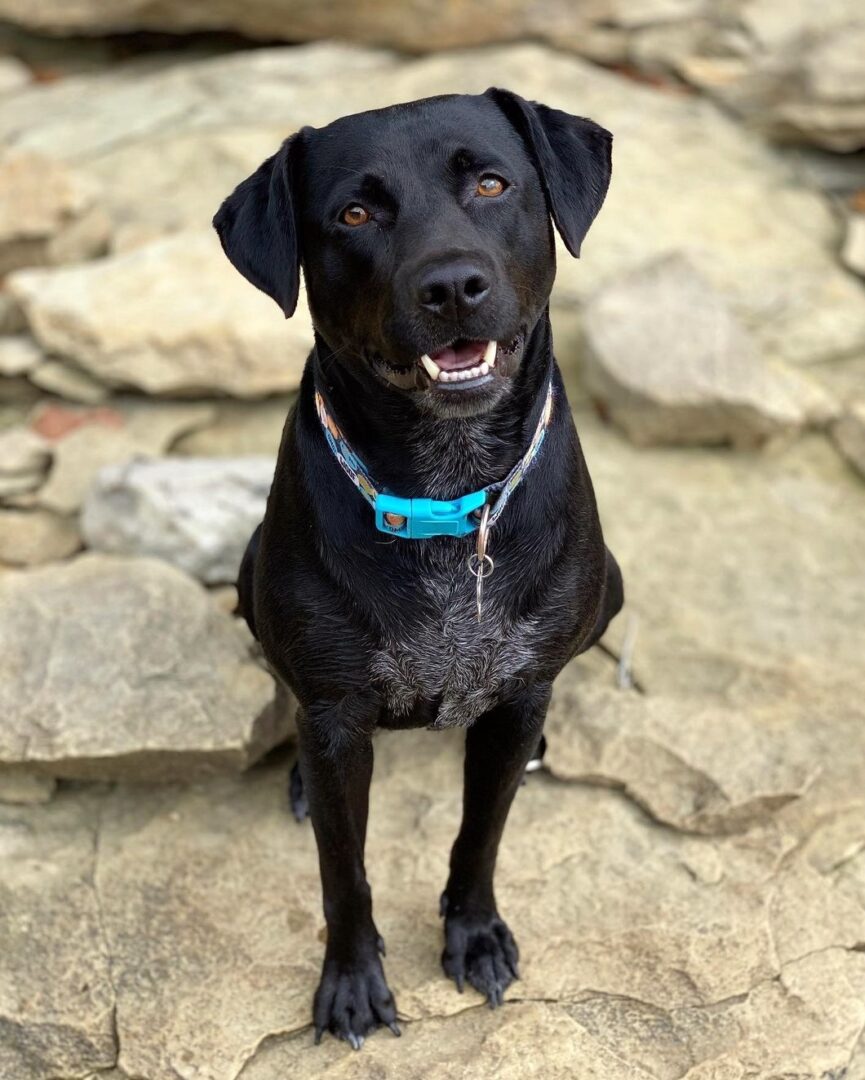 Labrador Retriever Mixes 57 Lab Crossbreeds (With Pictures!)