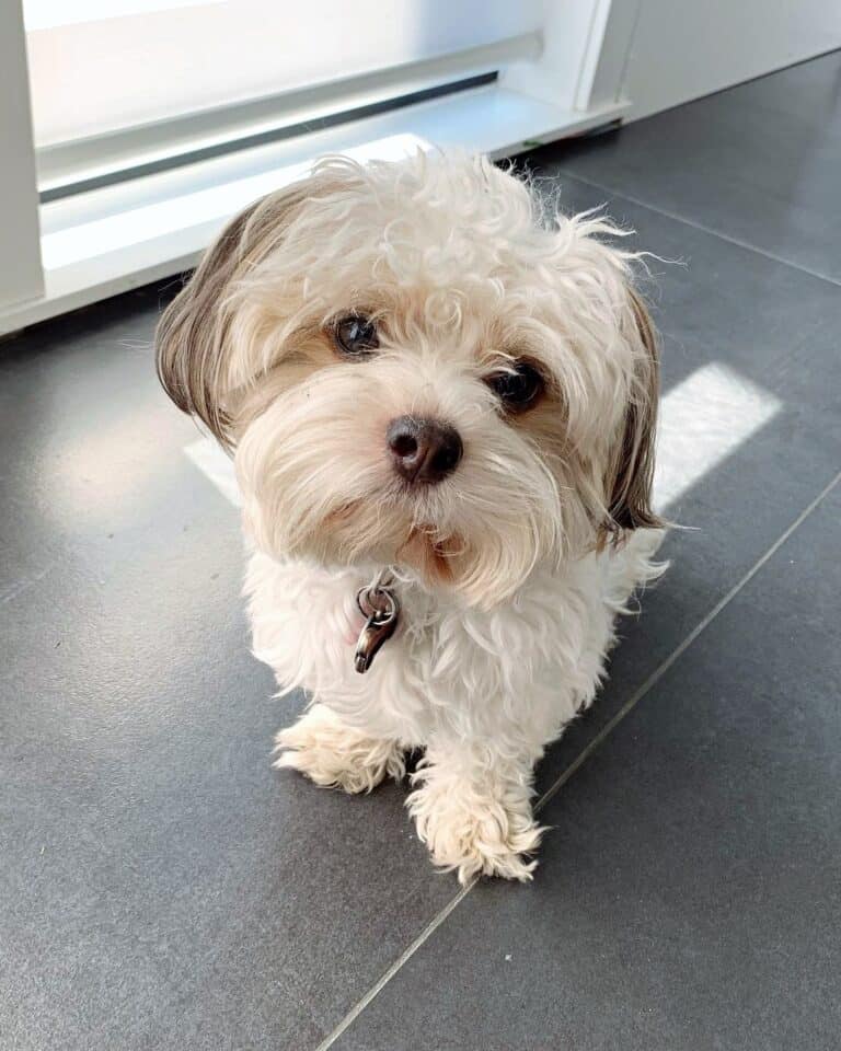 Yorkie Mixes 40 Cutest Yorkshire Terrier Mixes (With Pictures)