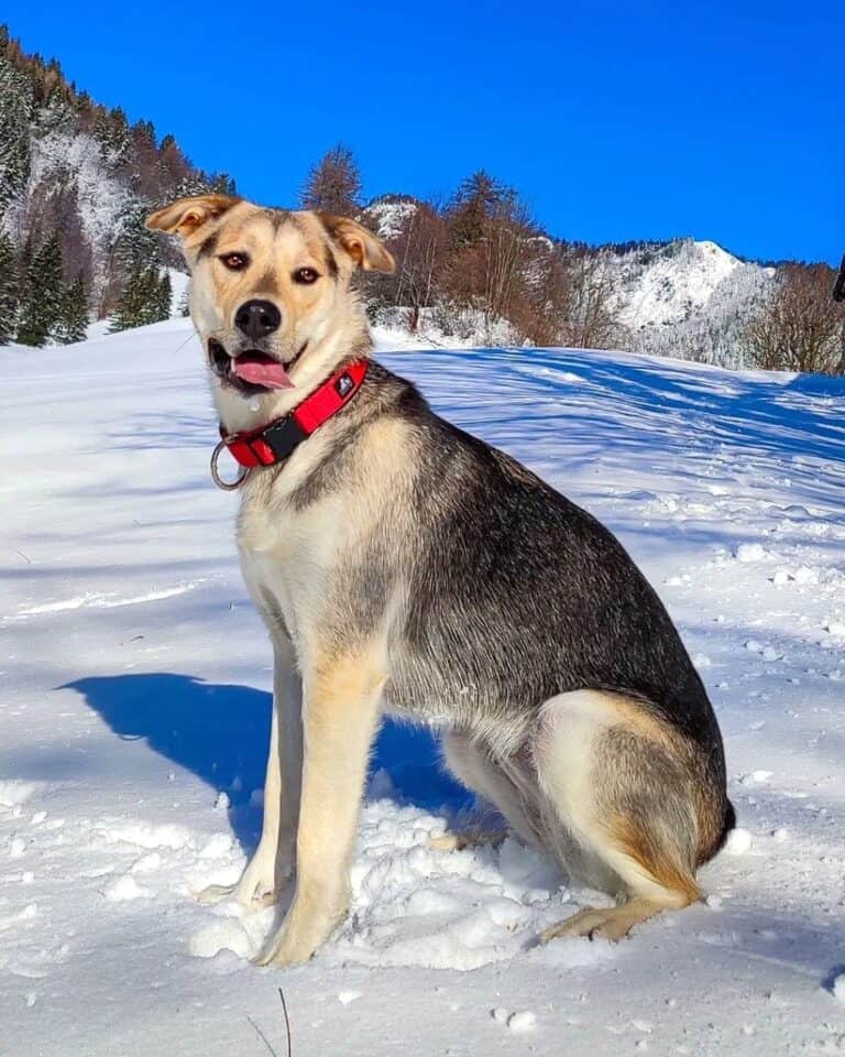 Labrador Retriever Mixes 57 Lab Crossbreeds (With Pictures!)