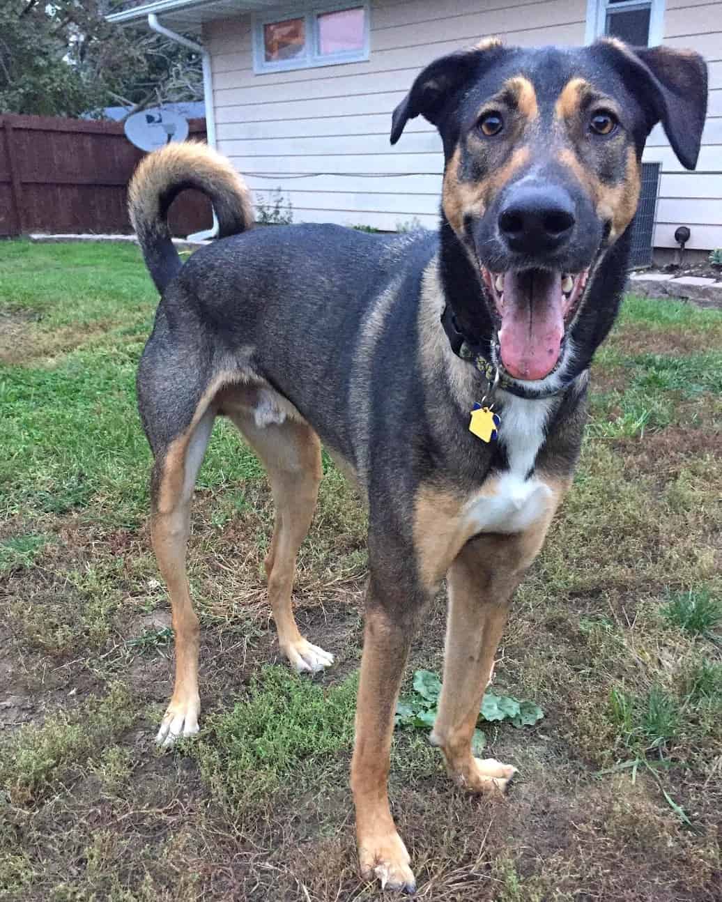 Doberman Mixes 45 Different Doberman Pinscher Crossbreeds