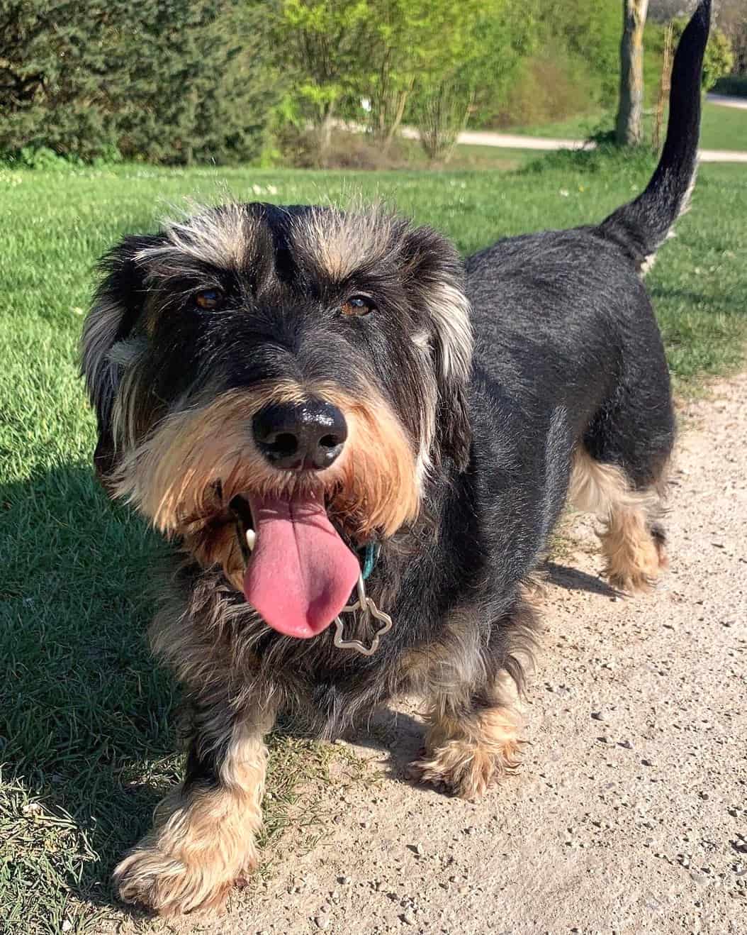 Dachshund Mixes 46 Adorable Doxie Crossbreeds You ll Love 