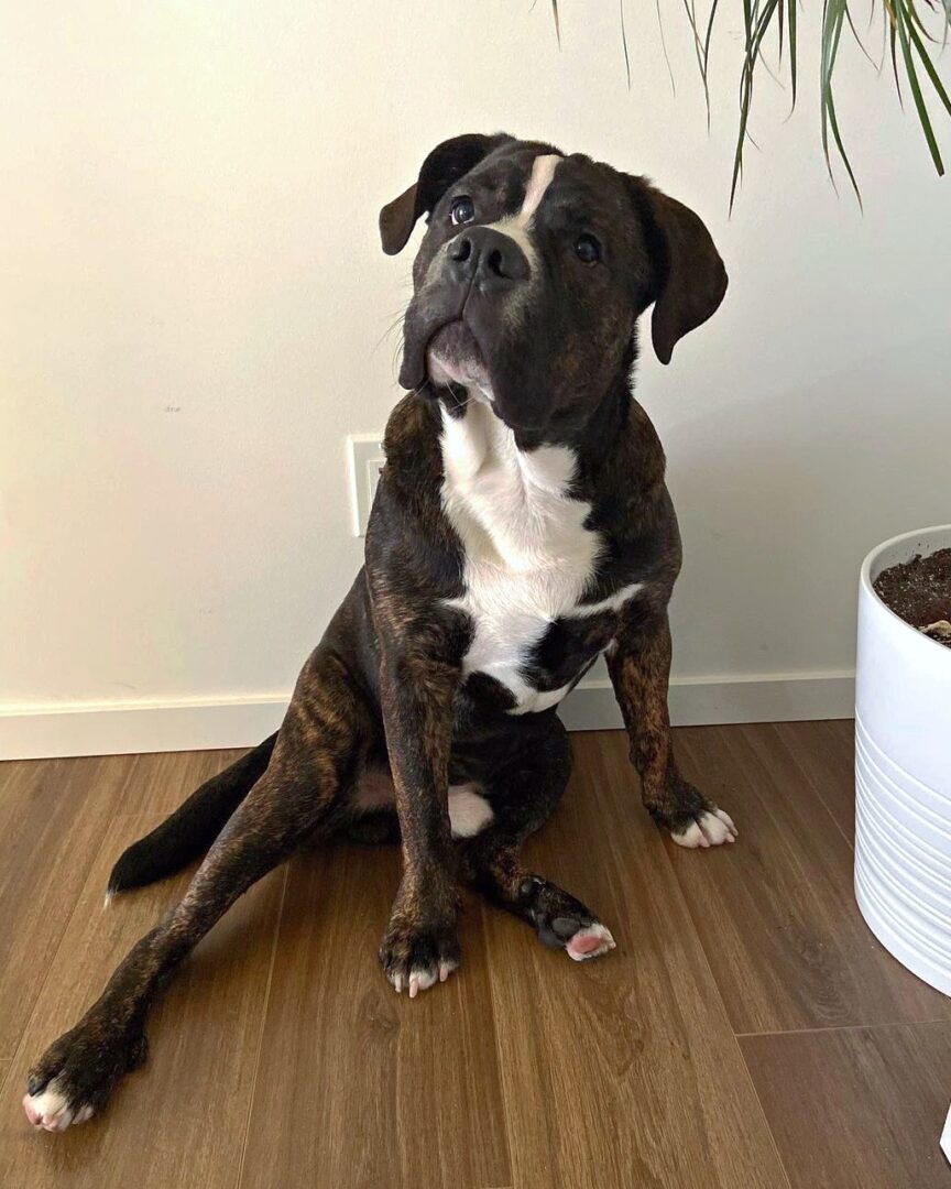 English Bulldog Mixes 36 Adorable Crossbreeds (With Pictures)