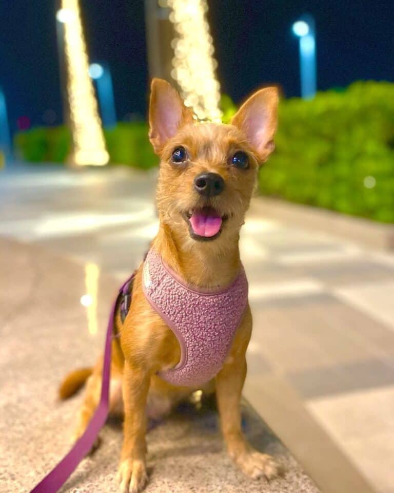 Shih Tzu Mixes 42 Charming Crossbreeds (With Pictures!)