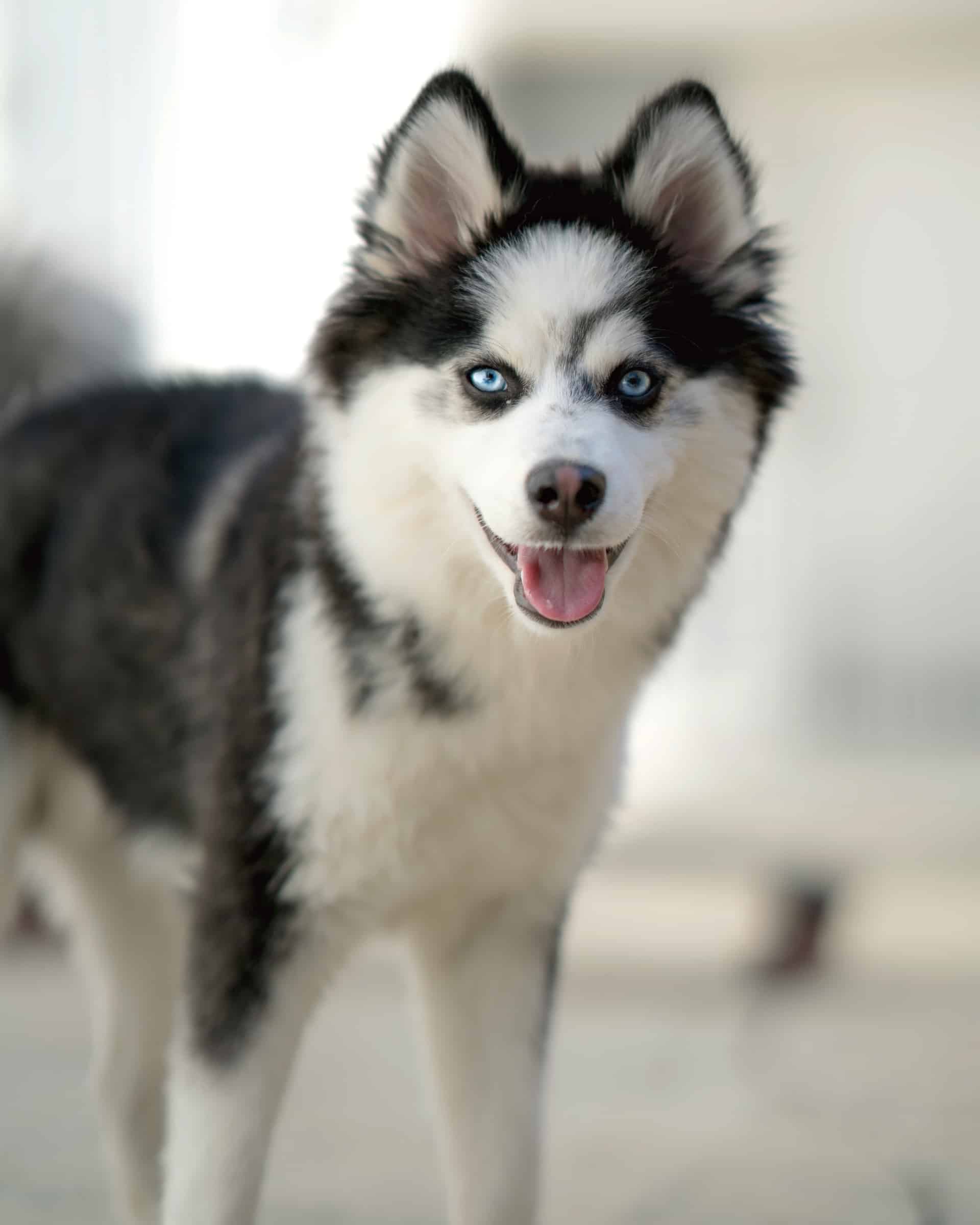 Pomskyu Pomeranian Mixes: 45 Adorable Crossbreeds (With Pictures!)