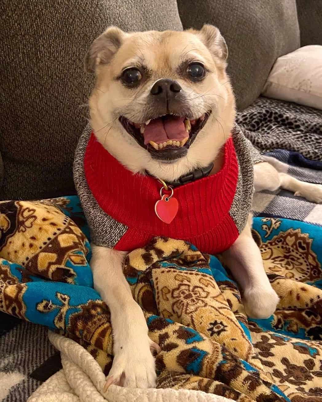 Pug Mixed Breeds 60 Perfect Pug Mixes You'll Want to Adopt