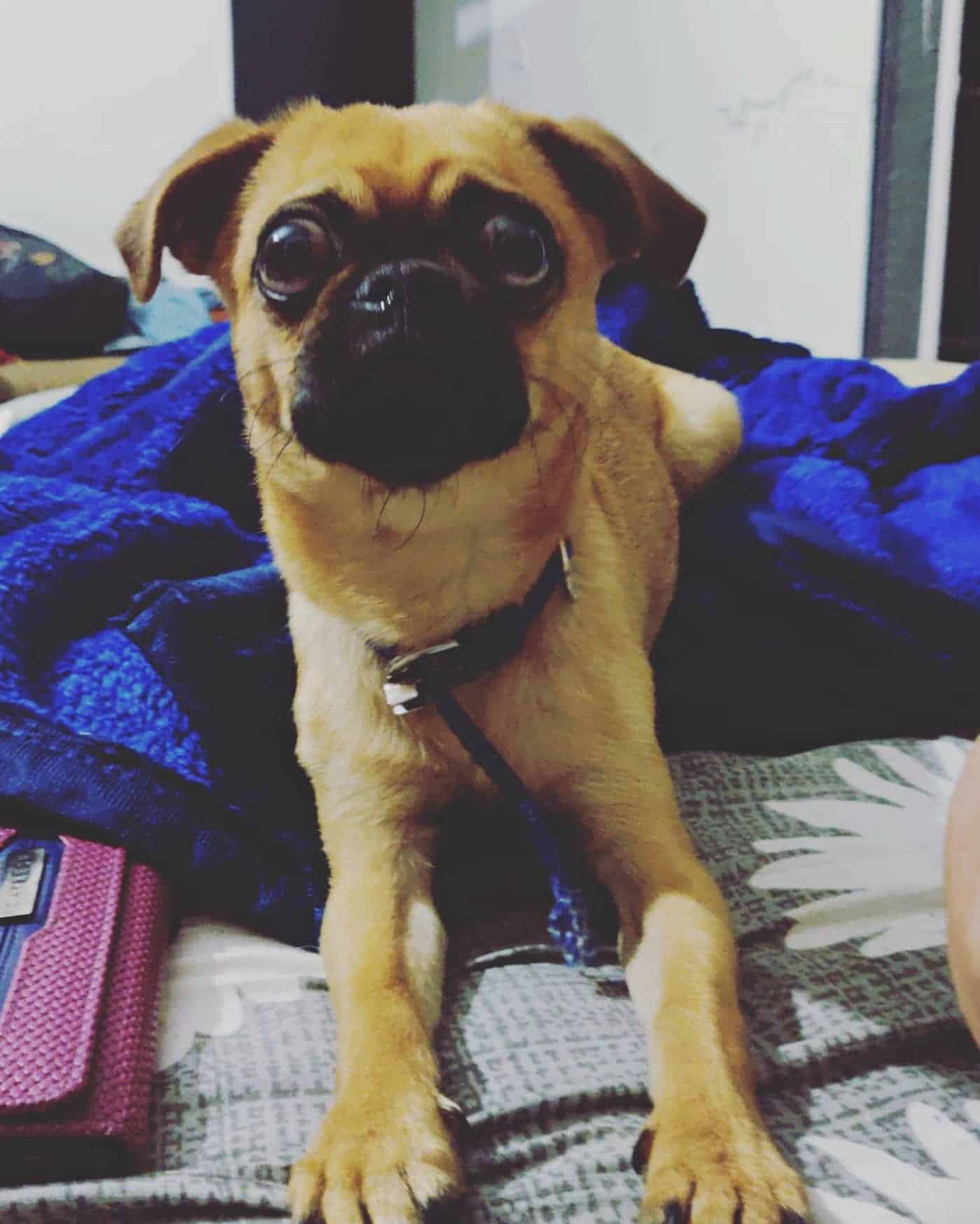 Pug Mixed Breeds 60 Perfect Pug Mixes You'll Want to Adopt