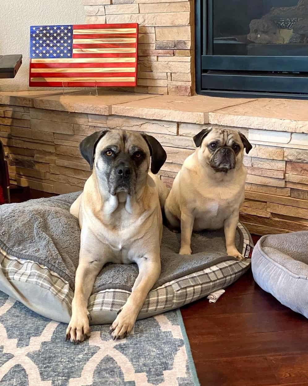 Great Dane Mixes 43 ExtraLarge Crossbreeds! (With Pictures)