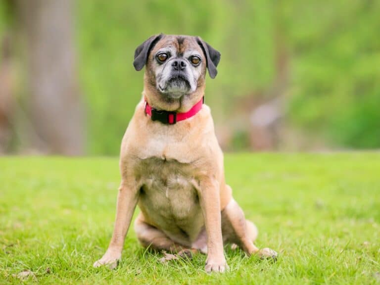Pug Mixed Breeds 60 Perfect Pug Mixes You'll Want to Adopt