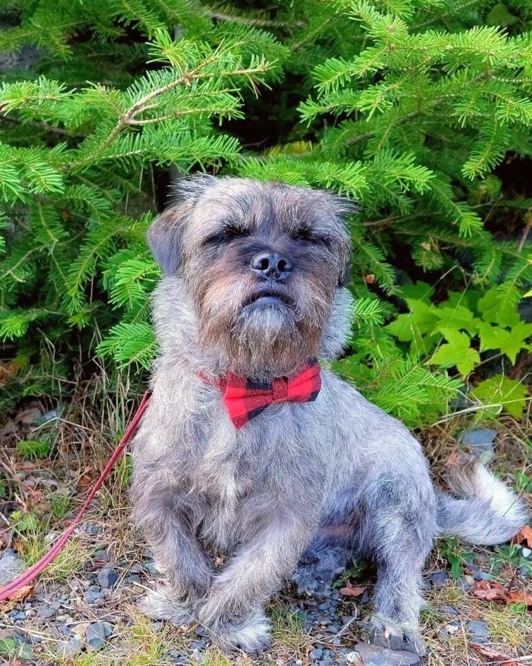 Pug Mixed Breeds 60 Perfect Pug Mixes You'll Want to Adopt