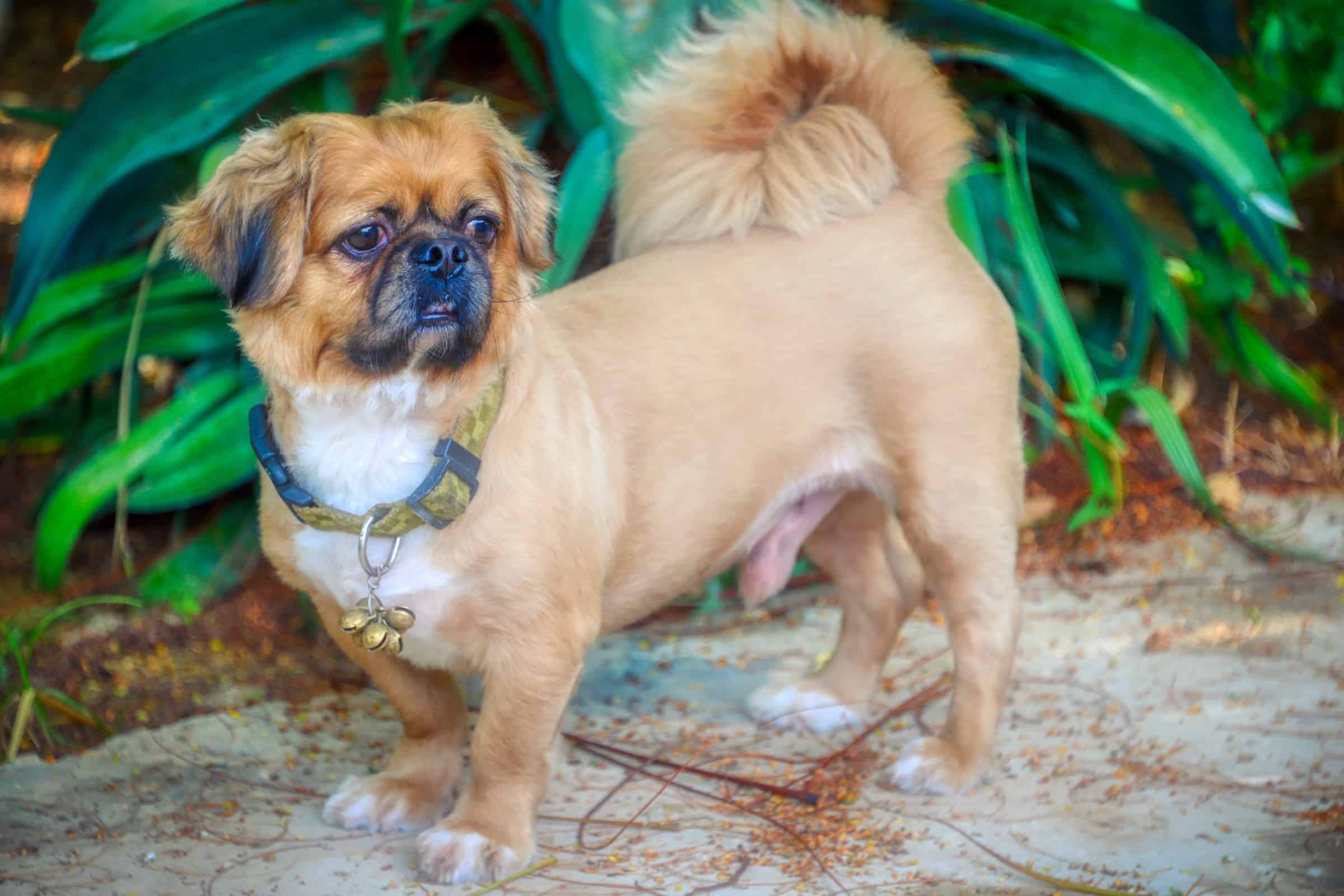 Pug Mixed Breeds 60 Perfect Pug Mixes You'll Want to Adopt