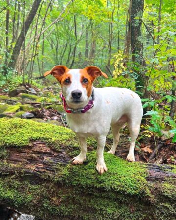 Basset Hound Mixes: 50 Different Crossbreeds (With Pictures)