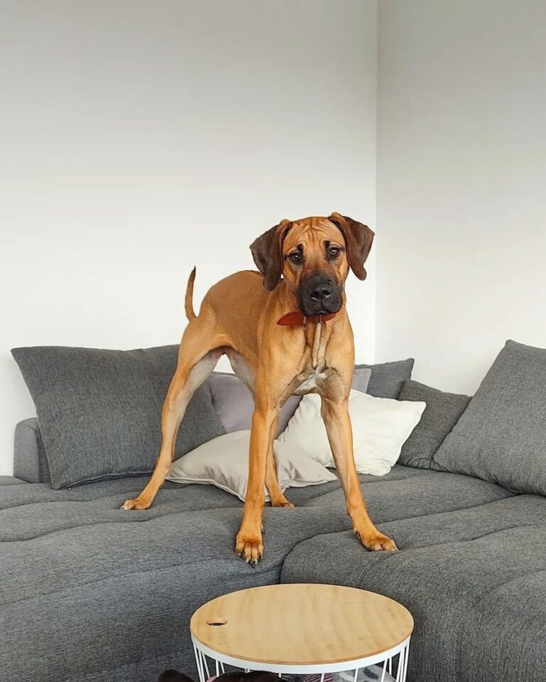 Great Dane Mixes 43 ExtraLarge Crossbreeds! (With Pictures)