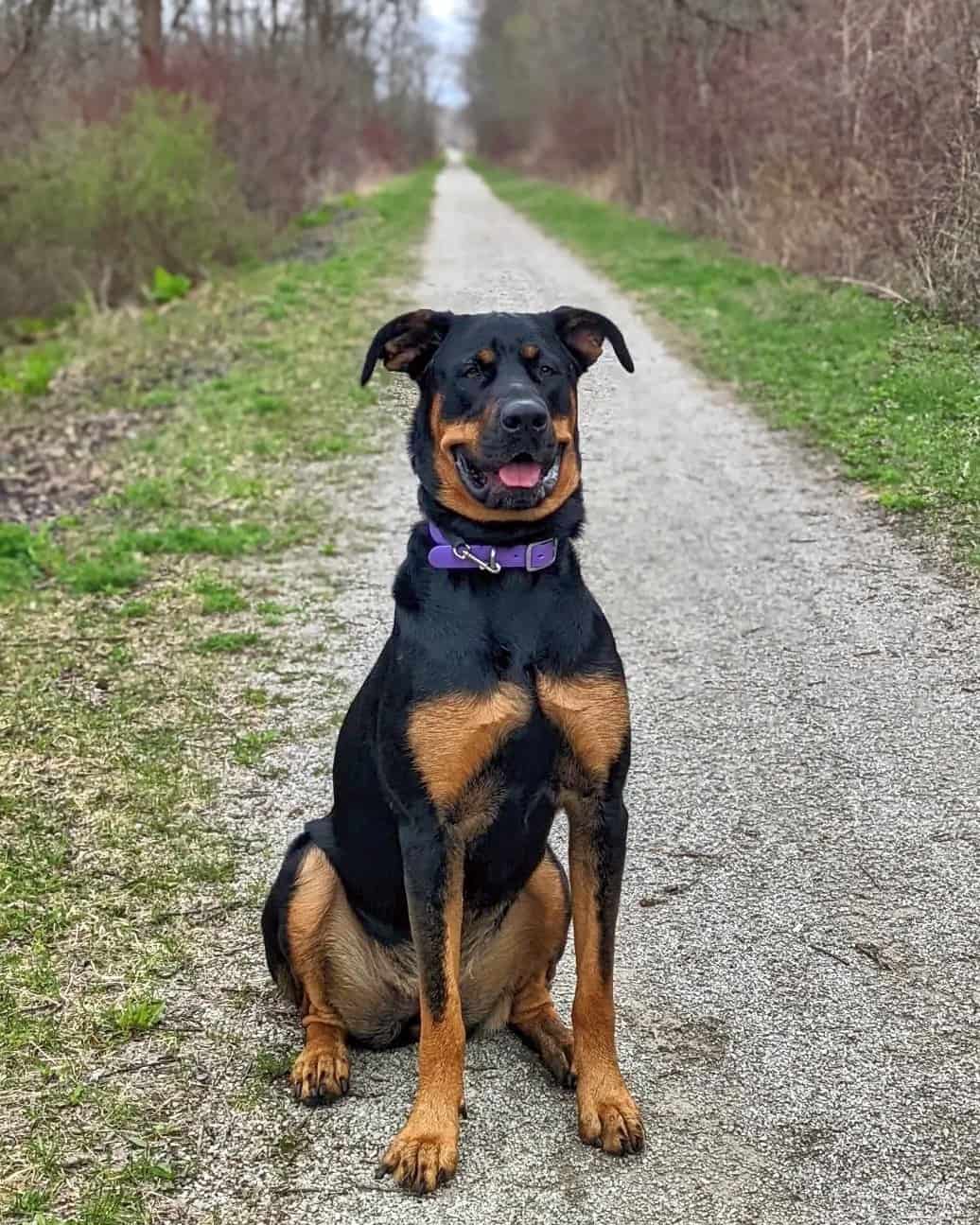 Doberman Mixes 45 Different Doberman Pinscher Crossbreeds Doberman Mixes 45 Different Doberman Pinscher Crossbreeds