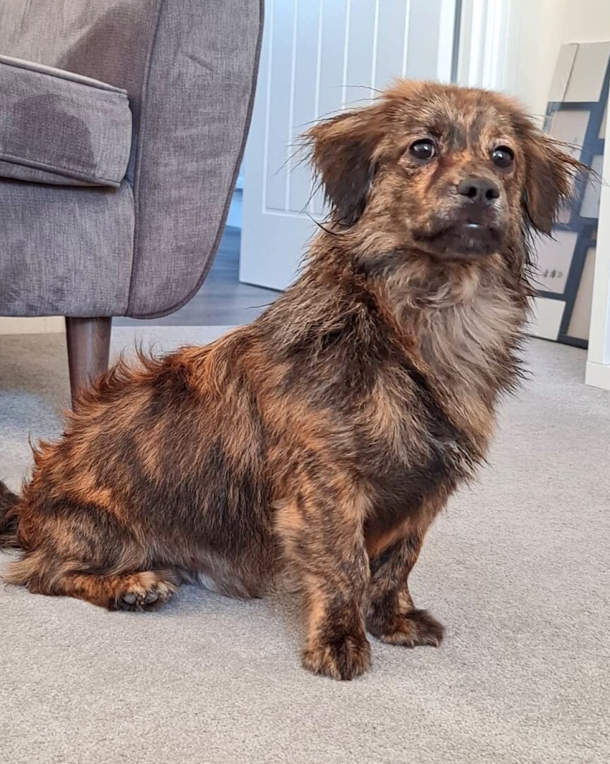 Dachshund Mixes 46 Adorable Doxie Crossbreeds You ll Love 