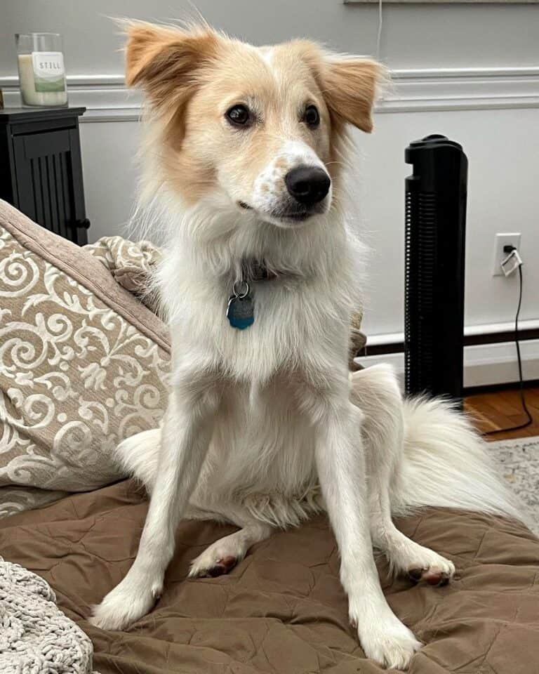 Border Collie Mixes 43 Fascinating Crossbreeds You'll Love