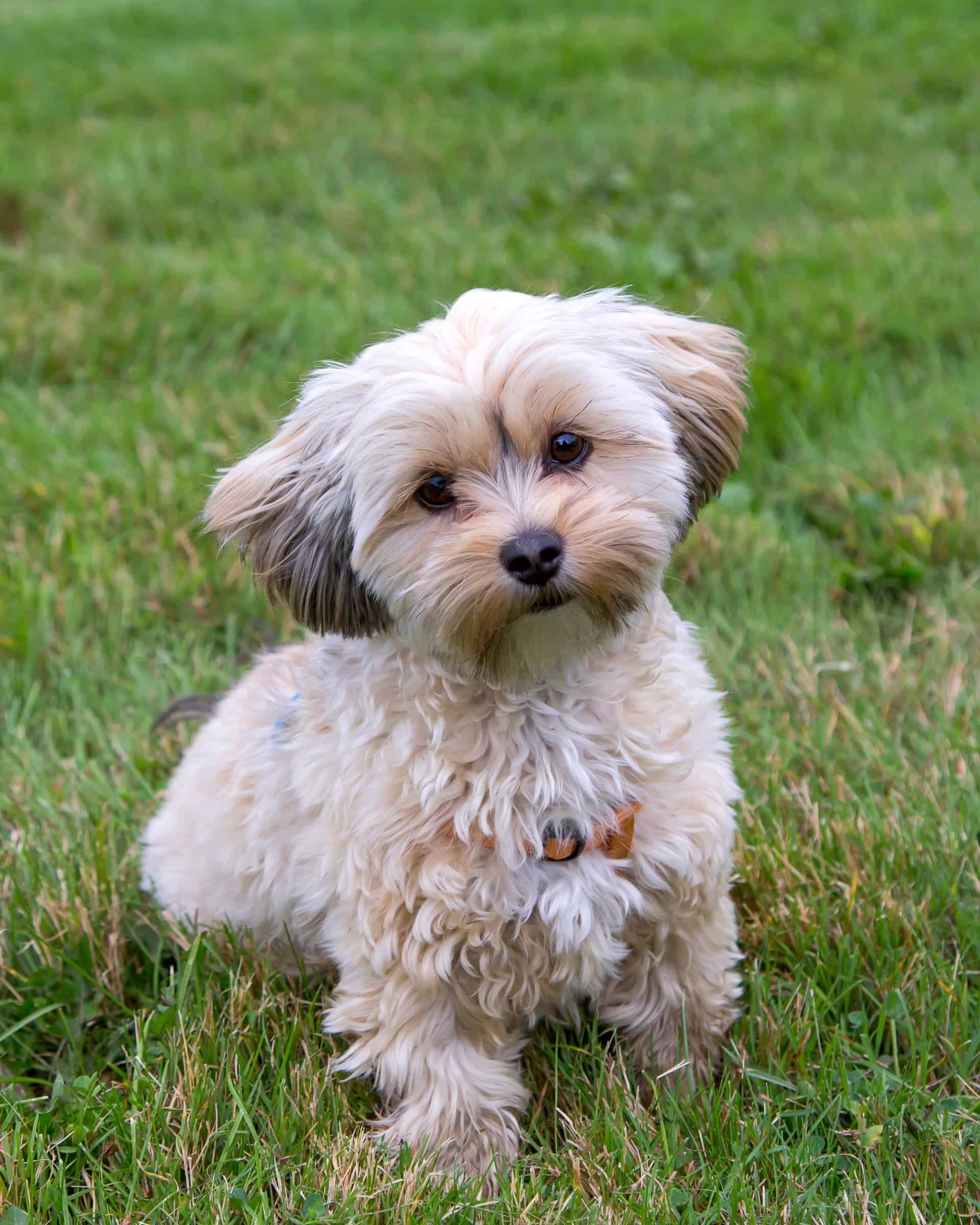 Teddy Bear Morkie Haircuts - 7yiq7xj
