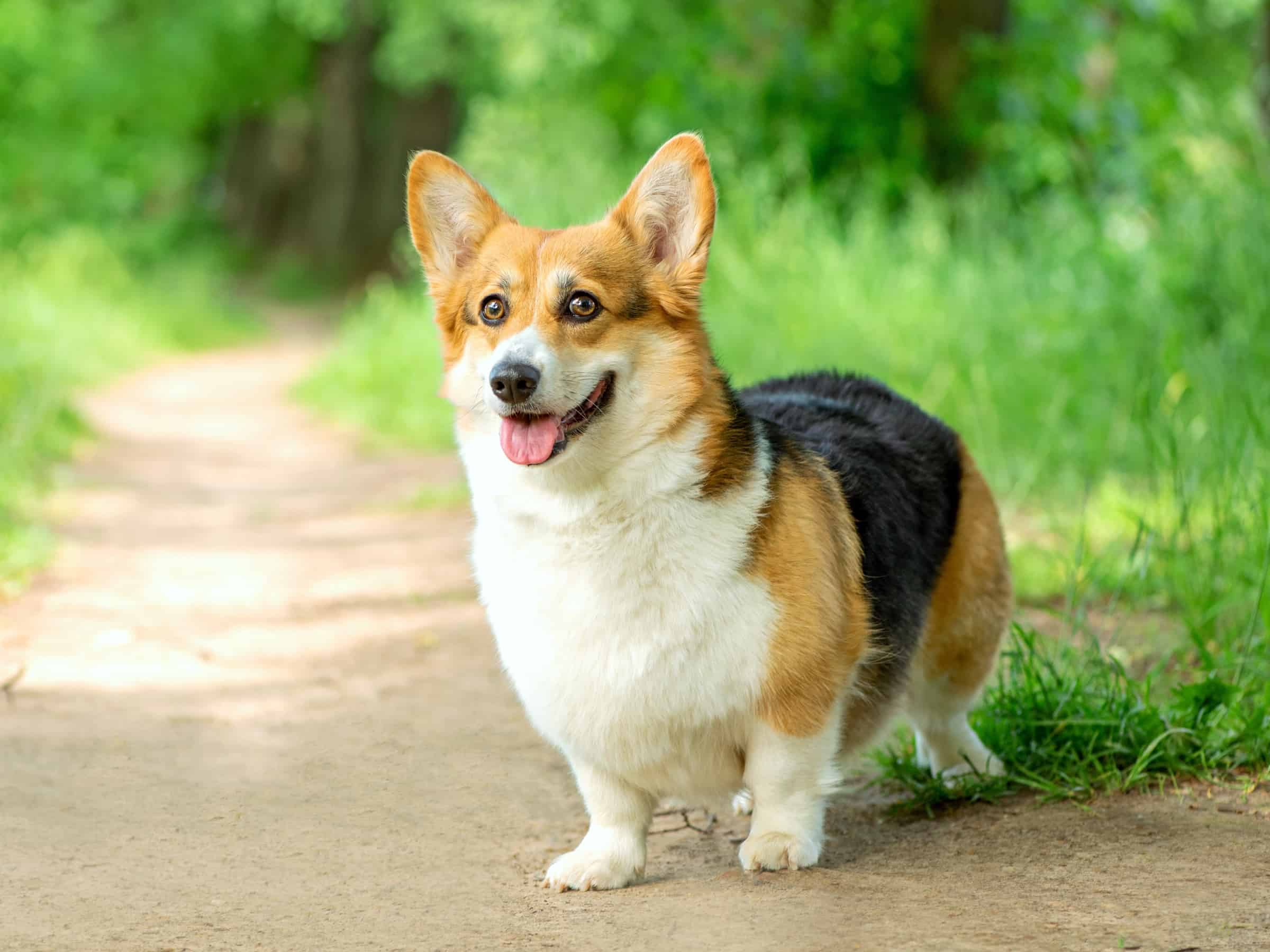 41 Tricolor Dog Breeds Black, Brown & White (With Pictures!)