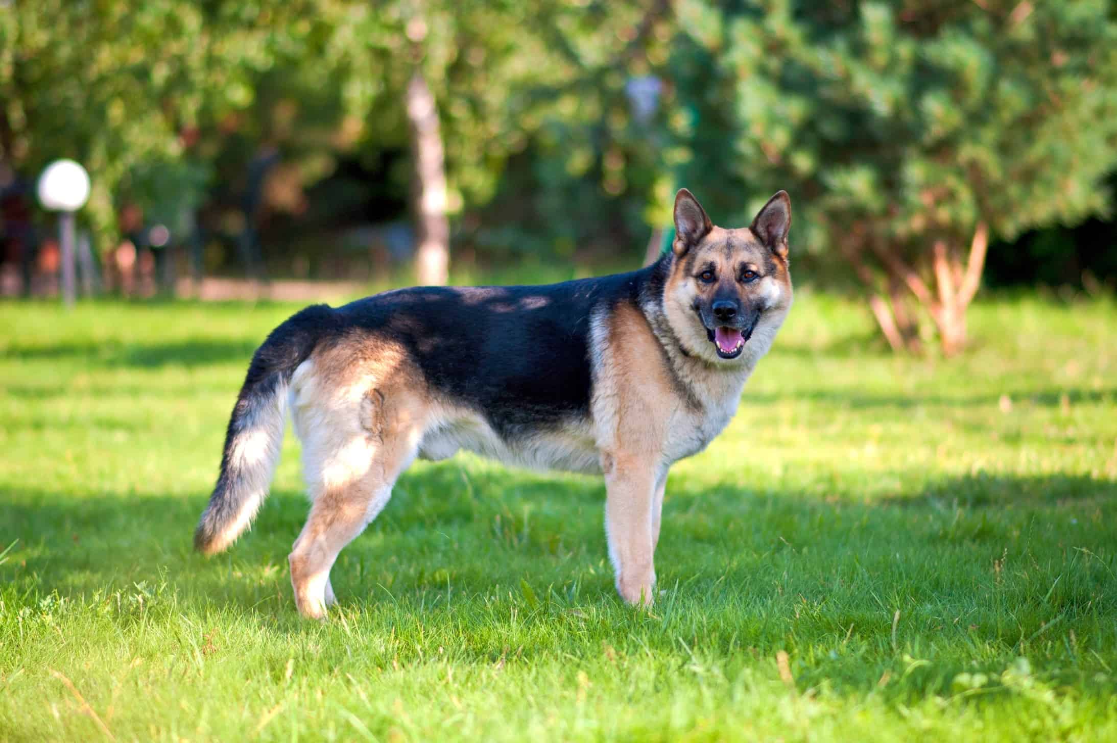 41 Tricolor Dog Breeds: Black, Brown & White (With Pictures!)