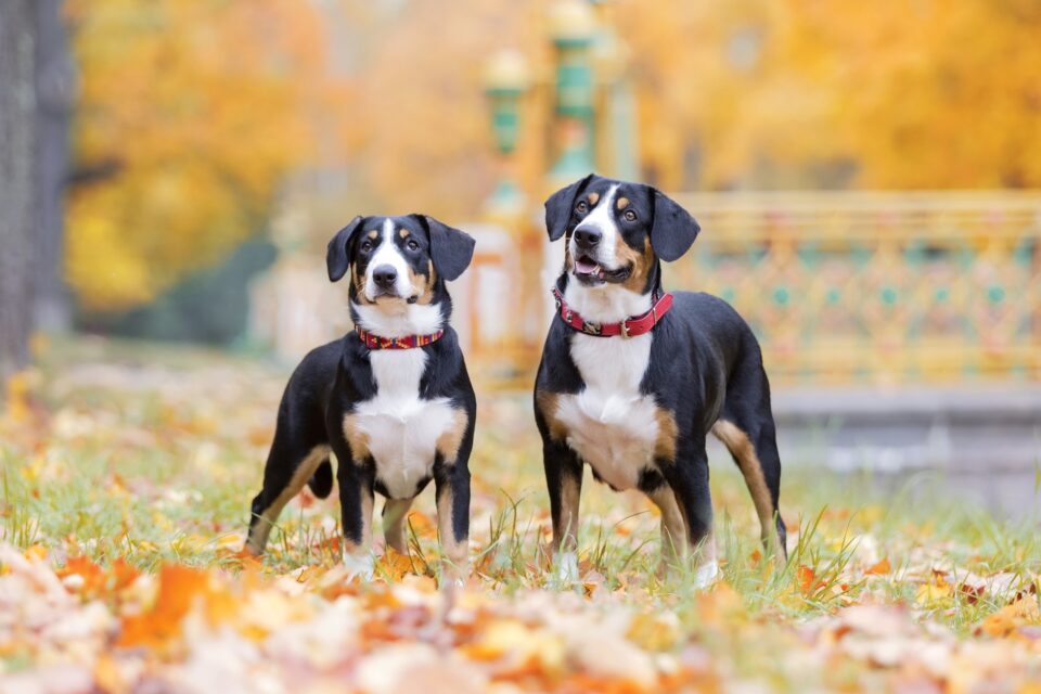 41 Tricolor Dog Breeds Black, Brown & White (With Pictures!)