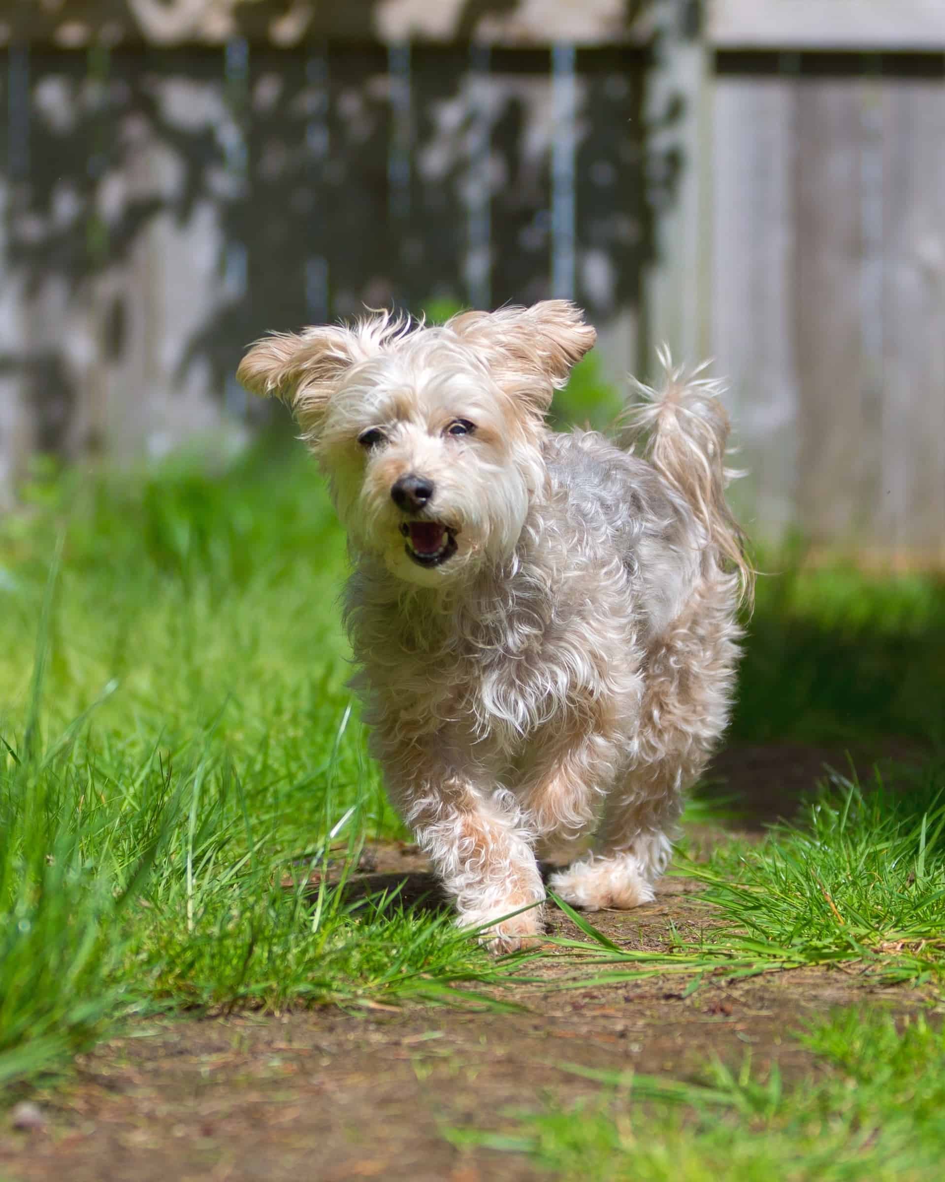 The Surprising Truth About Golden Retriever Yorkie Mixes - xo9pm0h