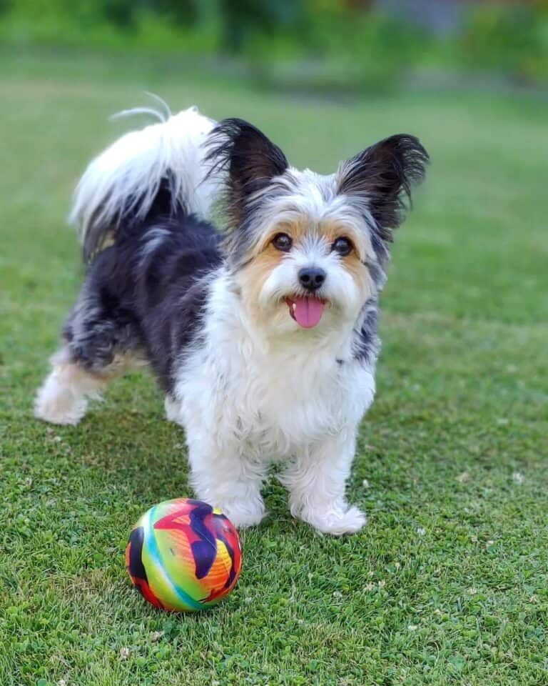 Yorkie Mixes 40 Cutest Yorkshire Terrier Mixes (With Pictures)