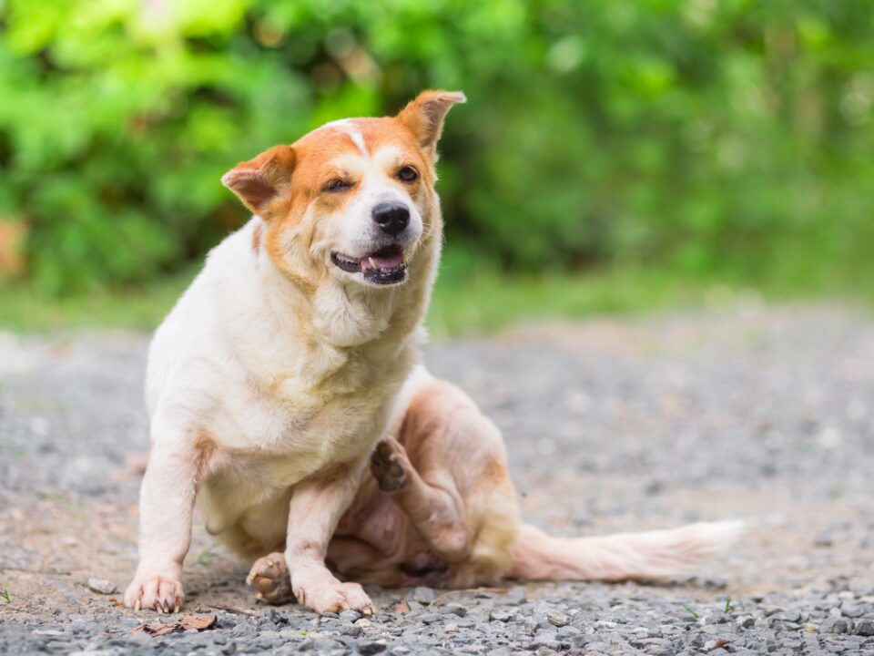 How to Identify and Treat Bug Bites on Dogs (With FAQs)