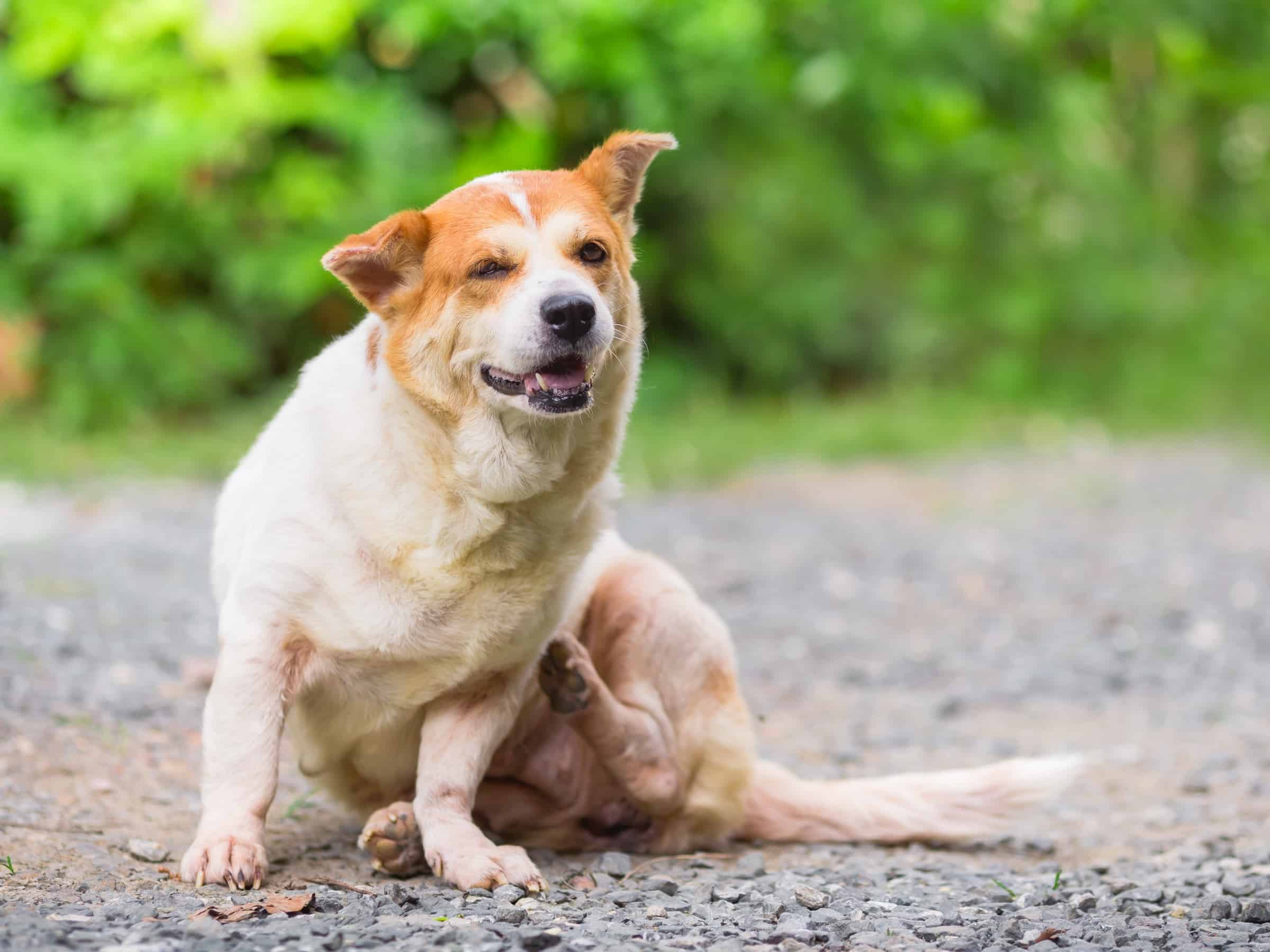 How to Identify and Treat Bug Bites on Dogs (With FAQs)