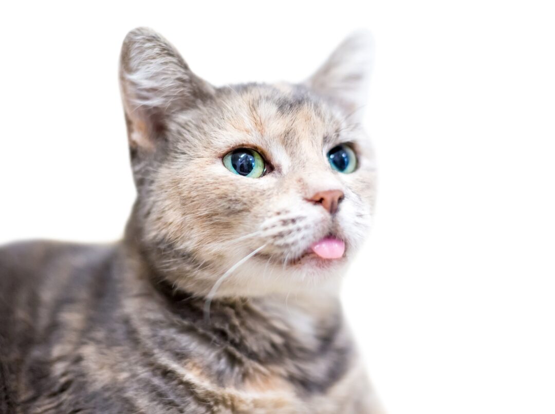 Dilute Tortie Cat: Facts, Genetics, Health & FAQs