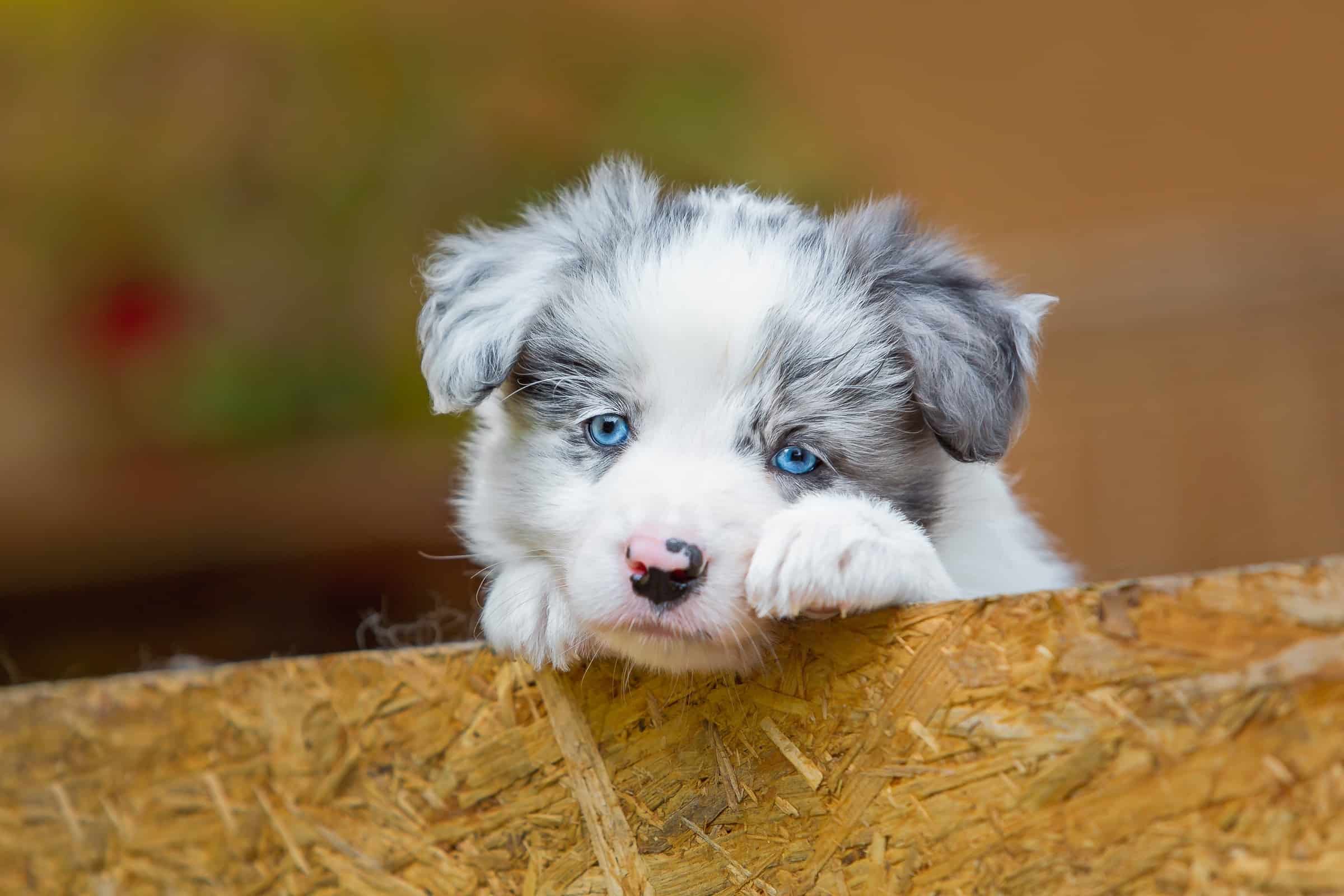 Can Border Collies Have Blue Eyes? (Facts, Pictures & FAQs)