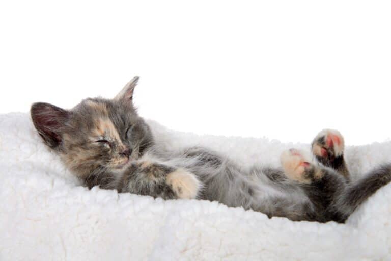 Dilute Tortie Cat: Facts, Genetics, Health & FAQs