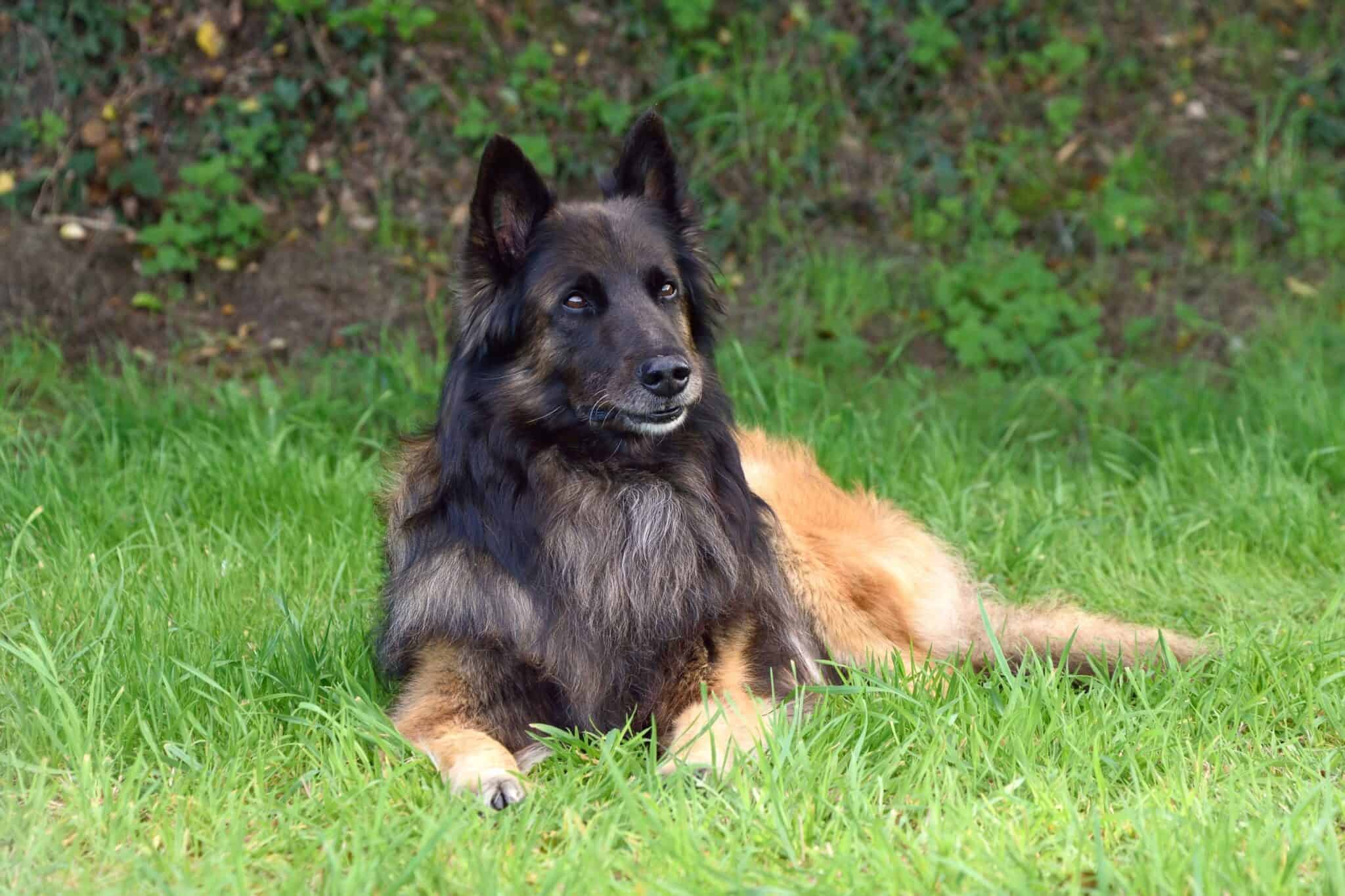 LongHaired Belgian Malinois Everything You Need to Know