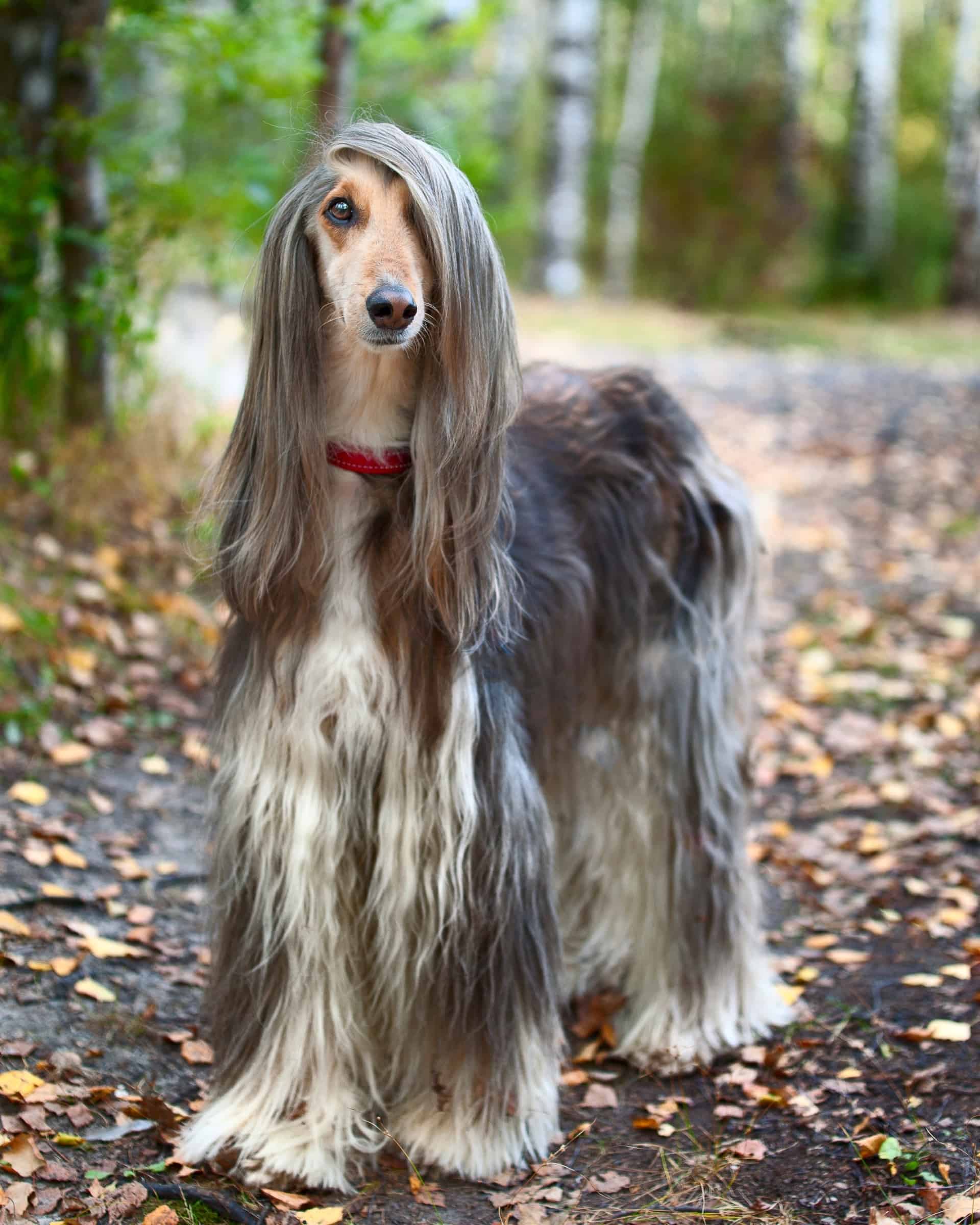 LongHaired Greyhound Do Greyhounds Have Long Hair?